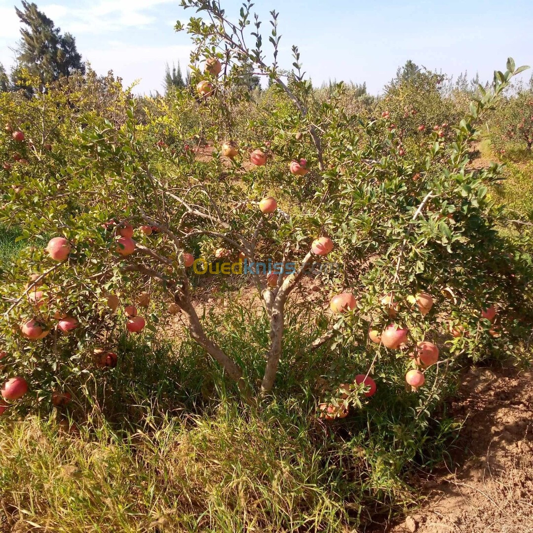 Vente Terrain Mostaganem Ain nouissi