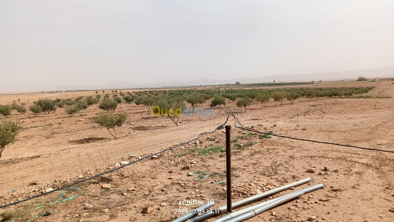 Vente Terrain Agricole Djelfa Ain oussara