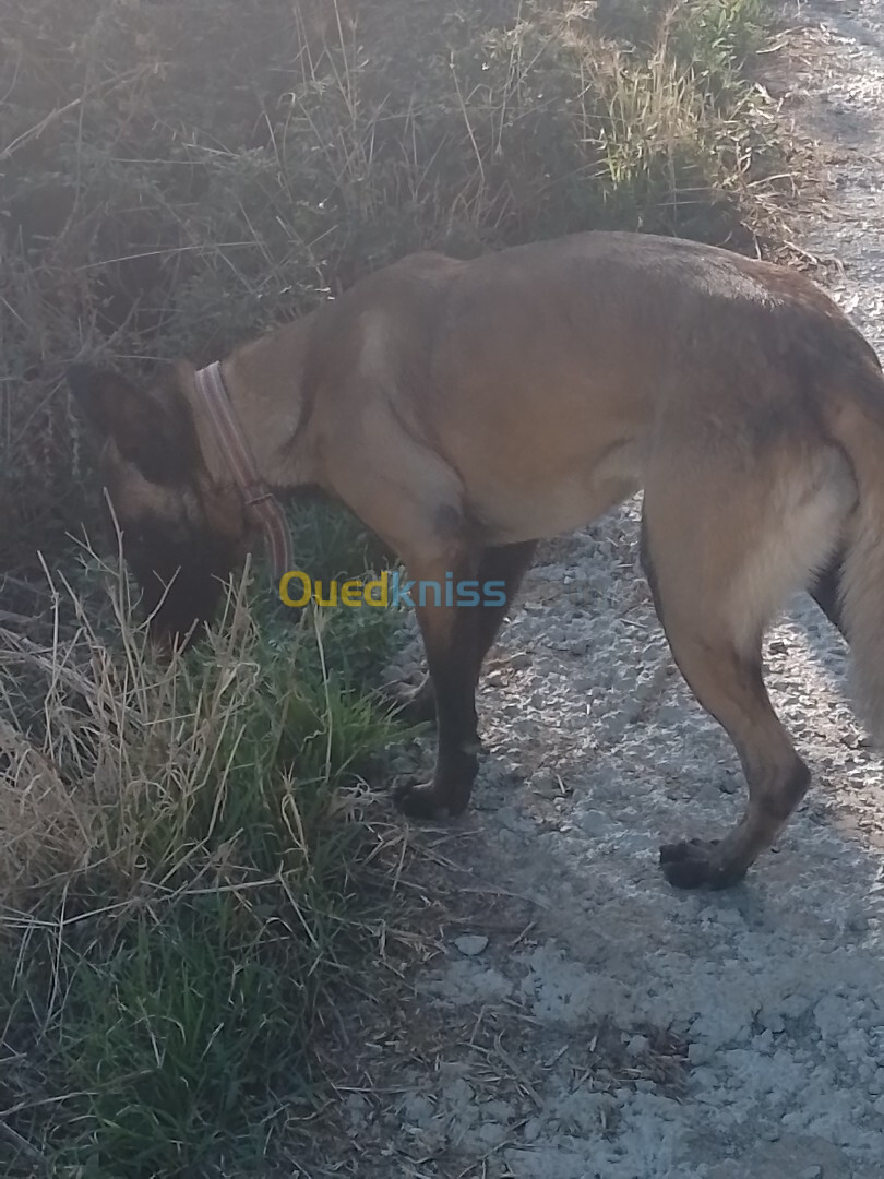 Couple malinois charbonné