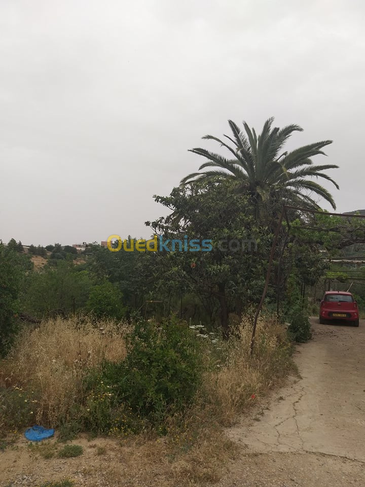 Vente Terrain Agricole Tlemcen Tlemcen