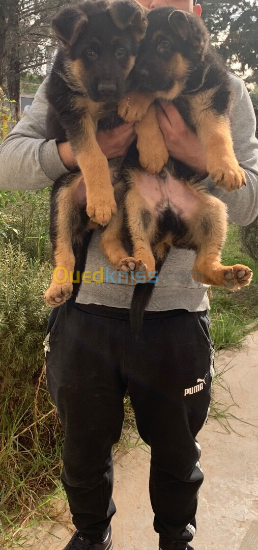 Chiot berger allemand pedigree 