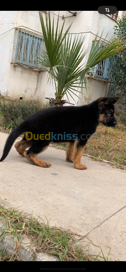 Chiot berger allemand pedigree 