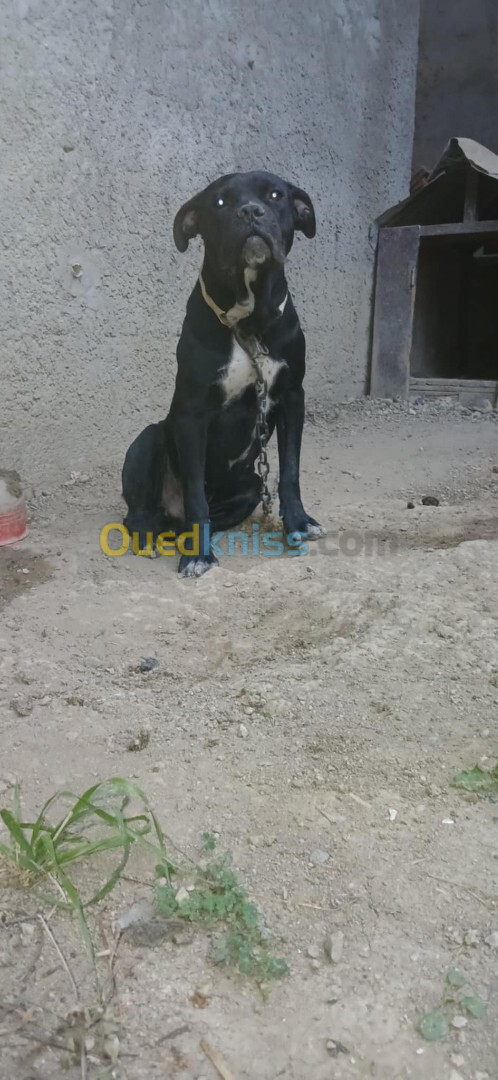 Cane corso 