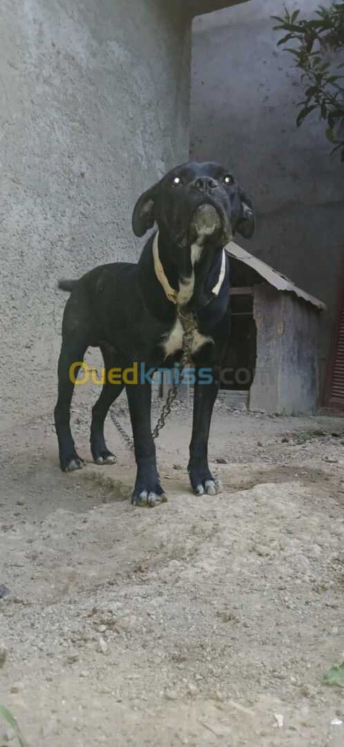 Cane corso 