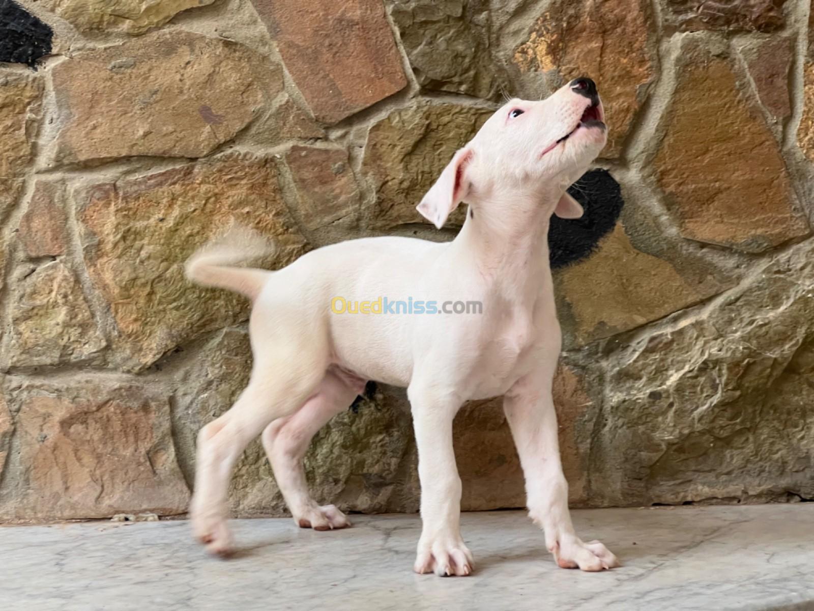 chiot Dog argentino 