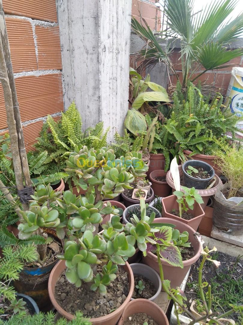 Ventes des plantes 