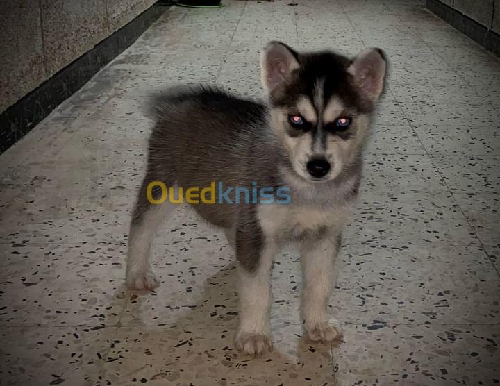 Chiot Husky a vendre 