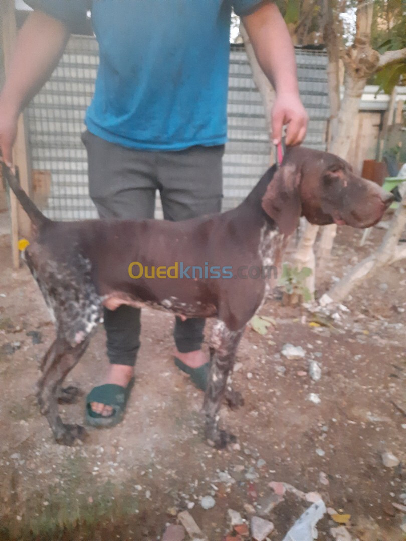 chienne  de chasse Braque allemand  