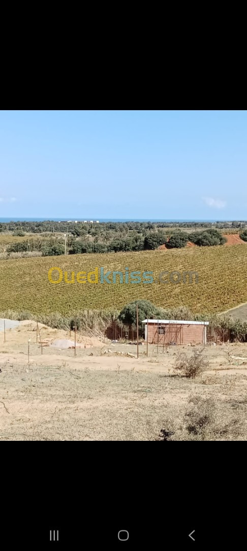 Vente Terrain Boumerdès Zemmouri