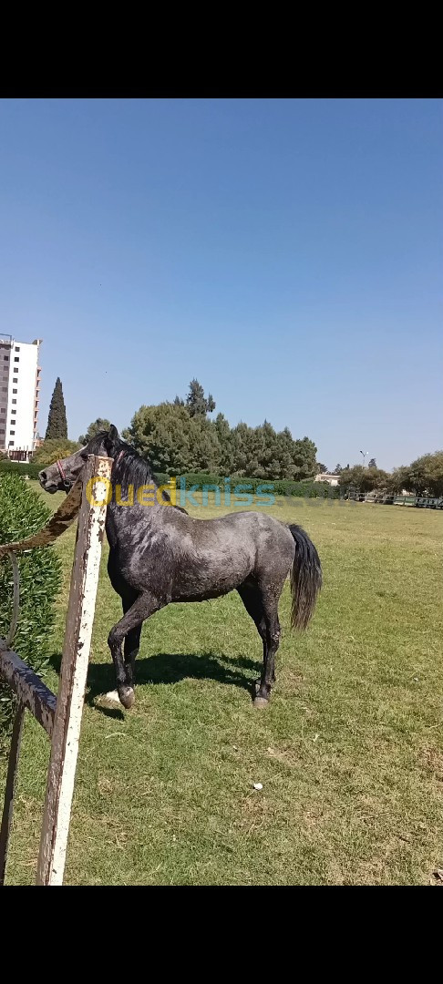 Cheval Cartujano age 3 ans nom Bourak