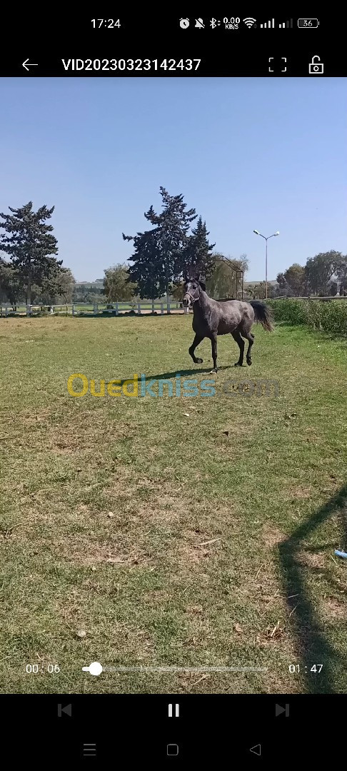 Cheval Cartujano age 3 ans nom Bourak