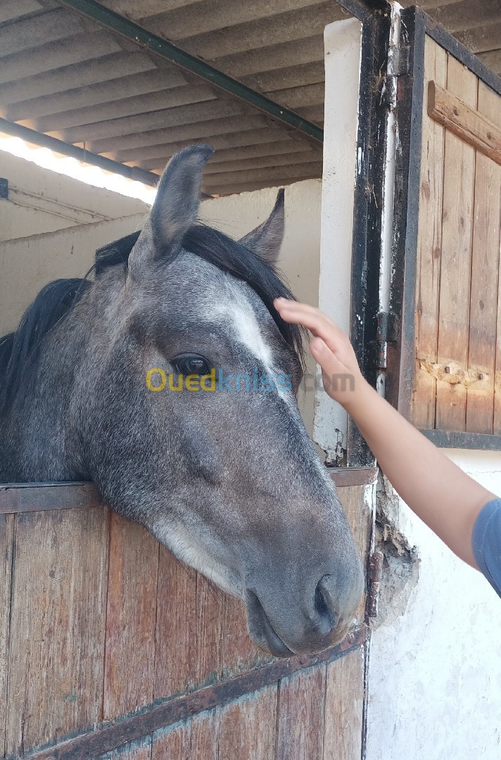 Cheval Cartujano age 3 ans nom Bourak