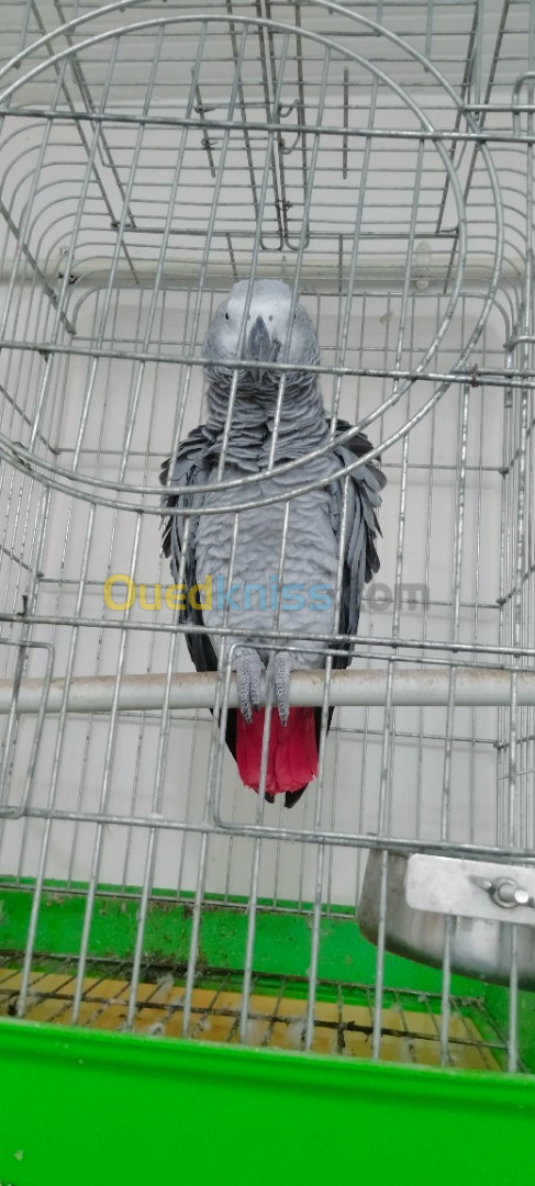 Perroquet gris de gabon