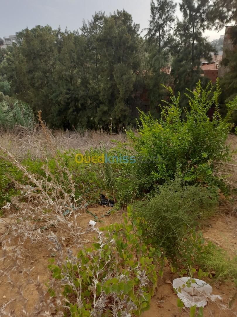 Sell Land Algiers Ouled fayet