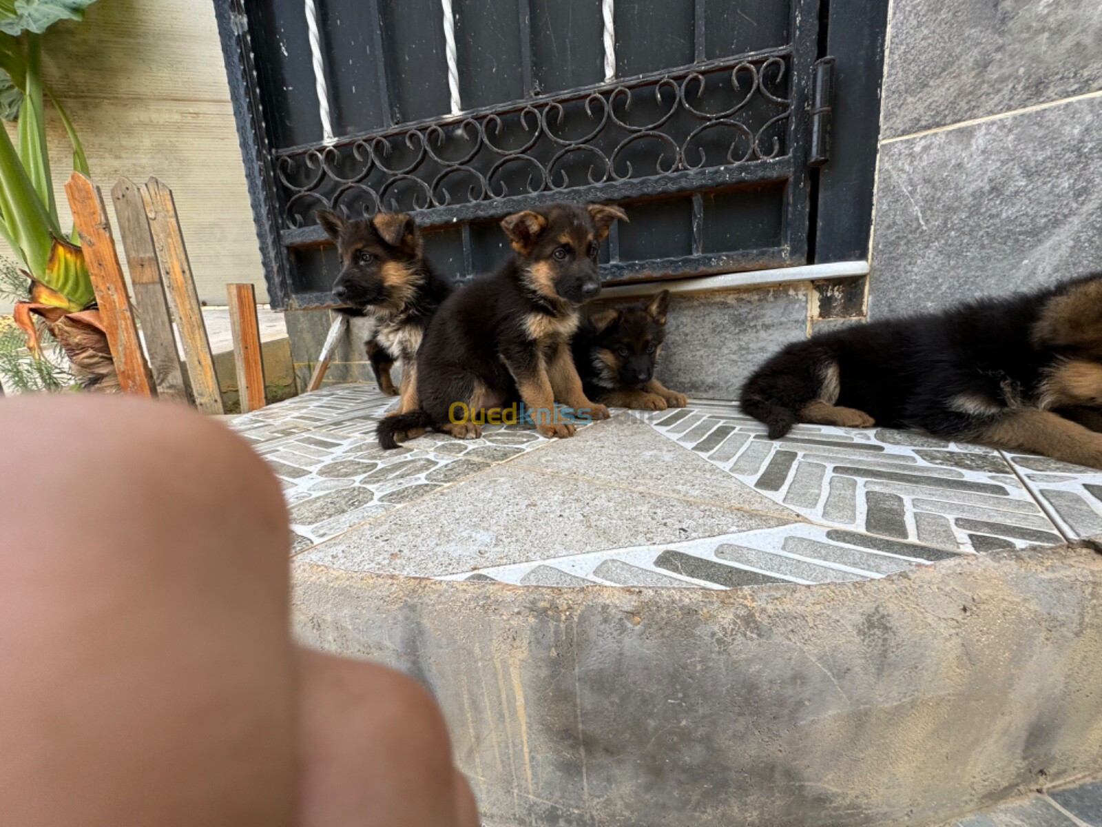 Chiots berger allemand pedegree 