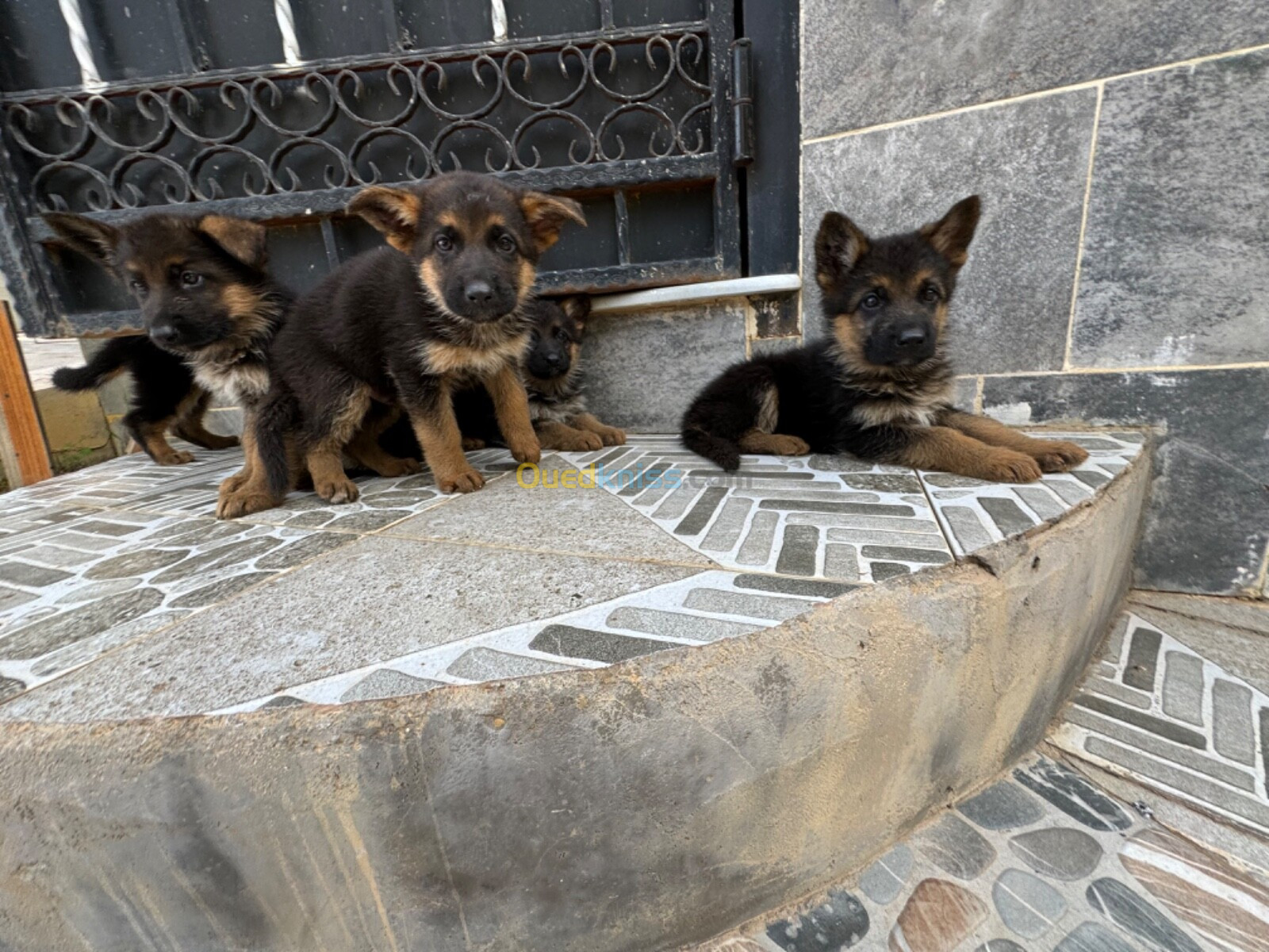 Chiots berger allemand pedegree 