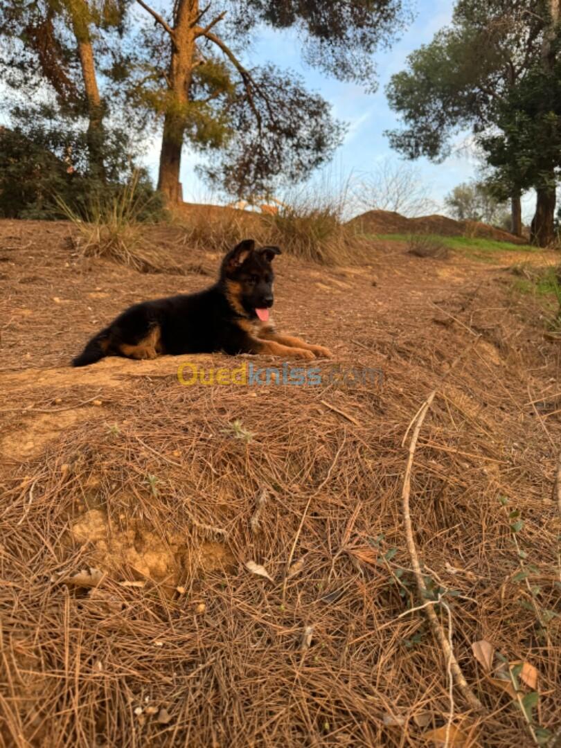 Chiot berger allemand 