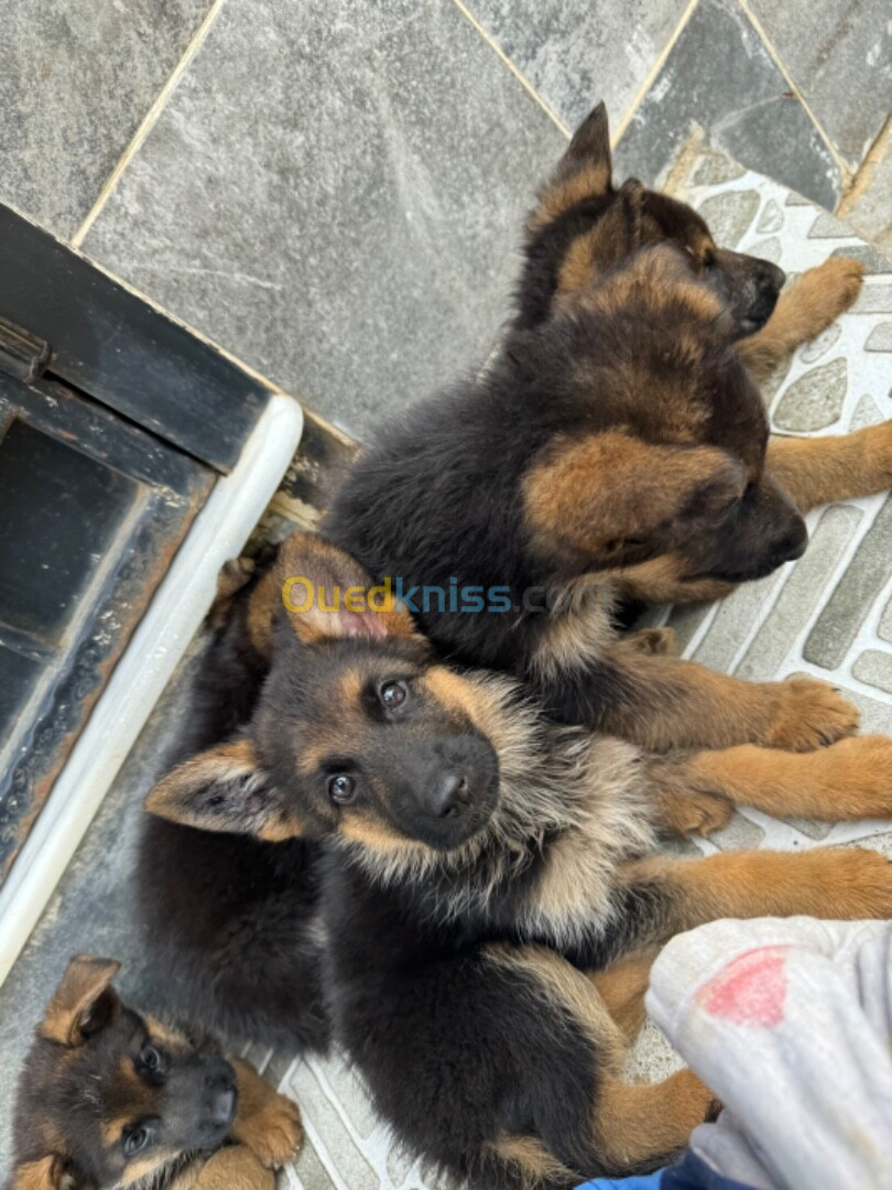 Chiot Berger allemand pedegree 