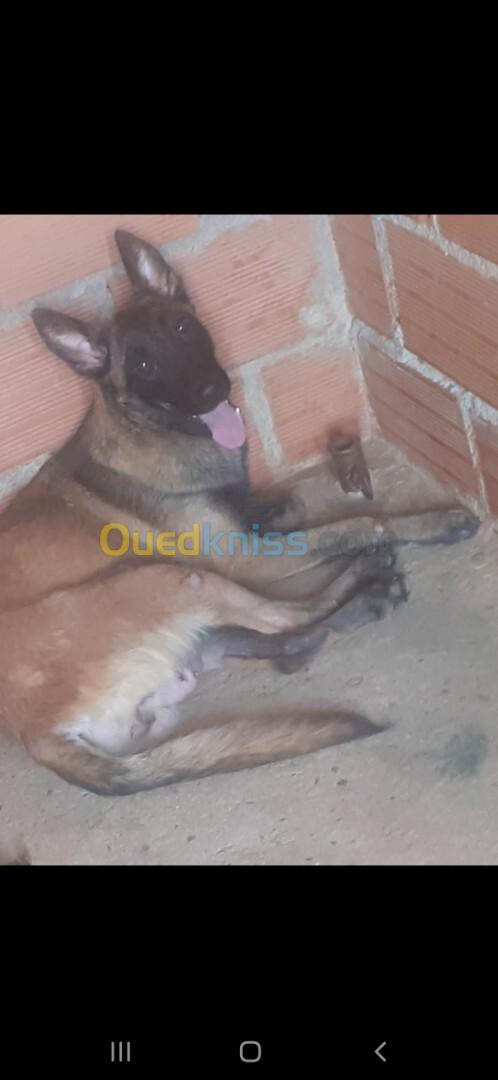 Malinois femelle 