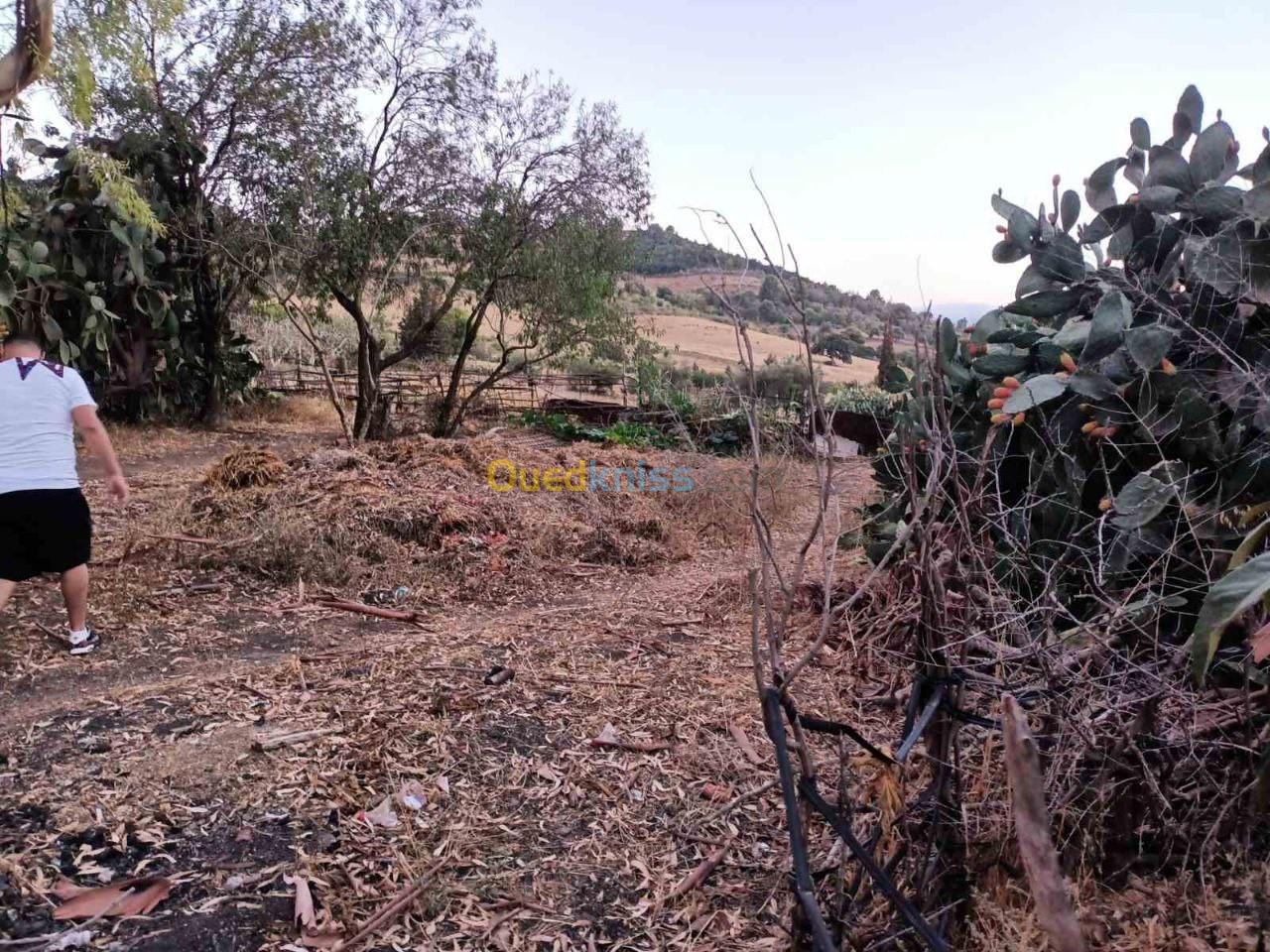 Vente Terrain Agricole Tipaza Sidi amar