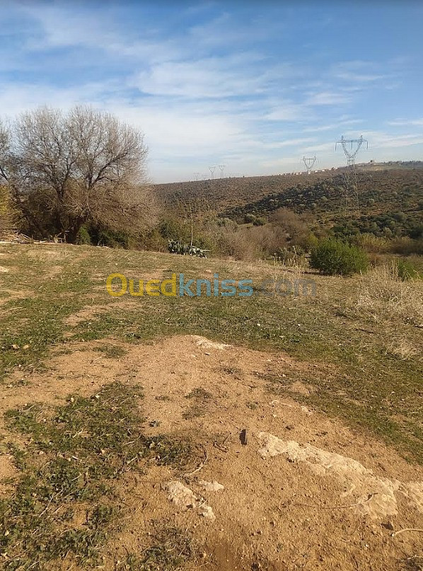 Vente Terrain Tlemcen Chetouane