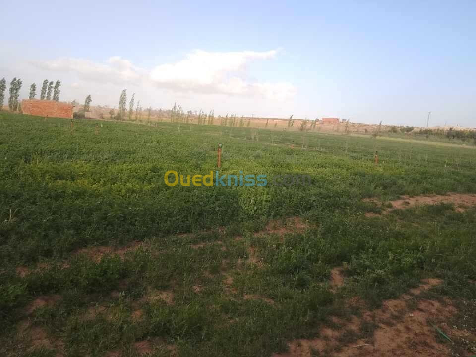 Vente Terrain Agricole Djelfa Ain maabed