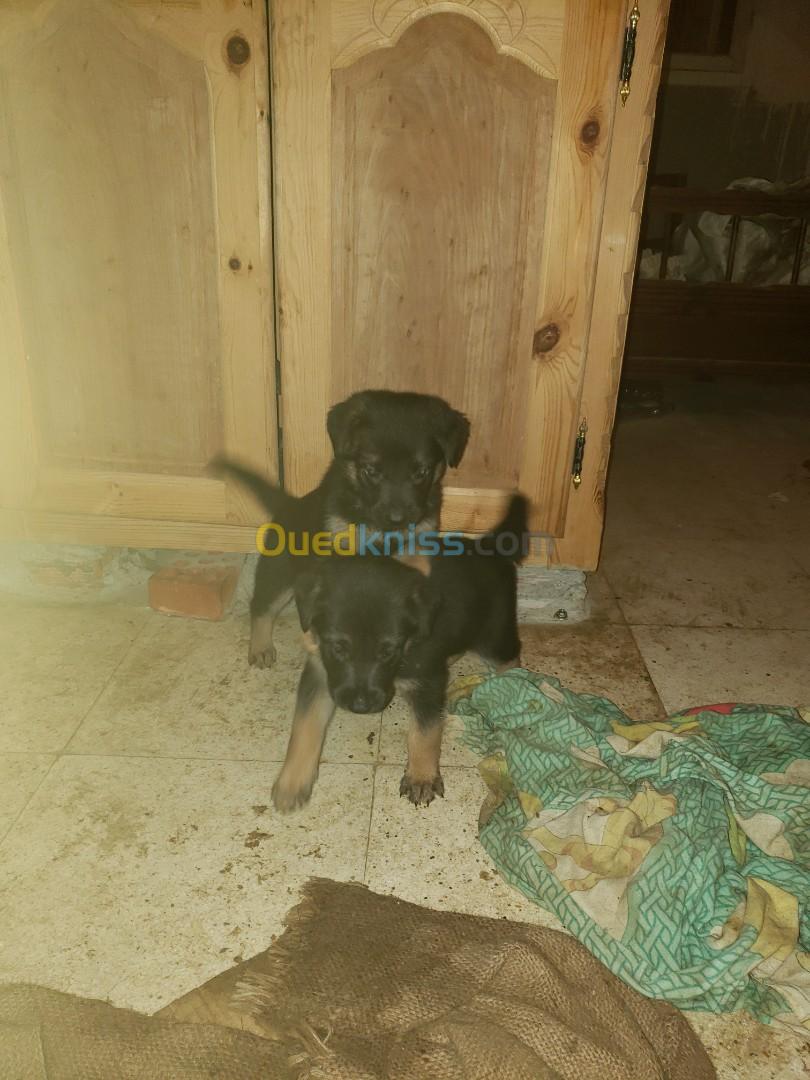 chiot berger allemand