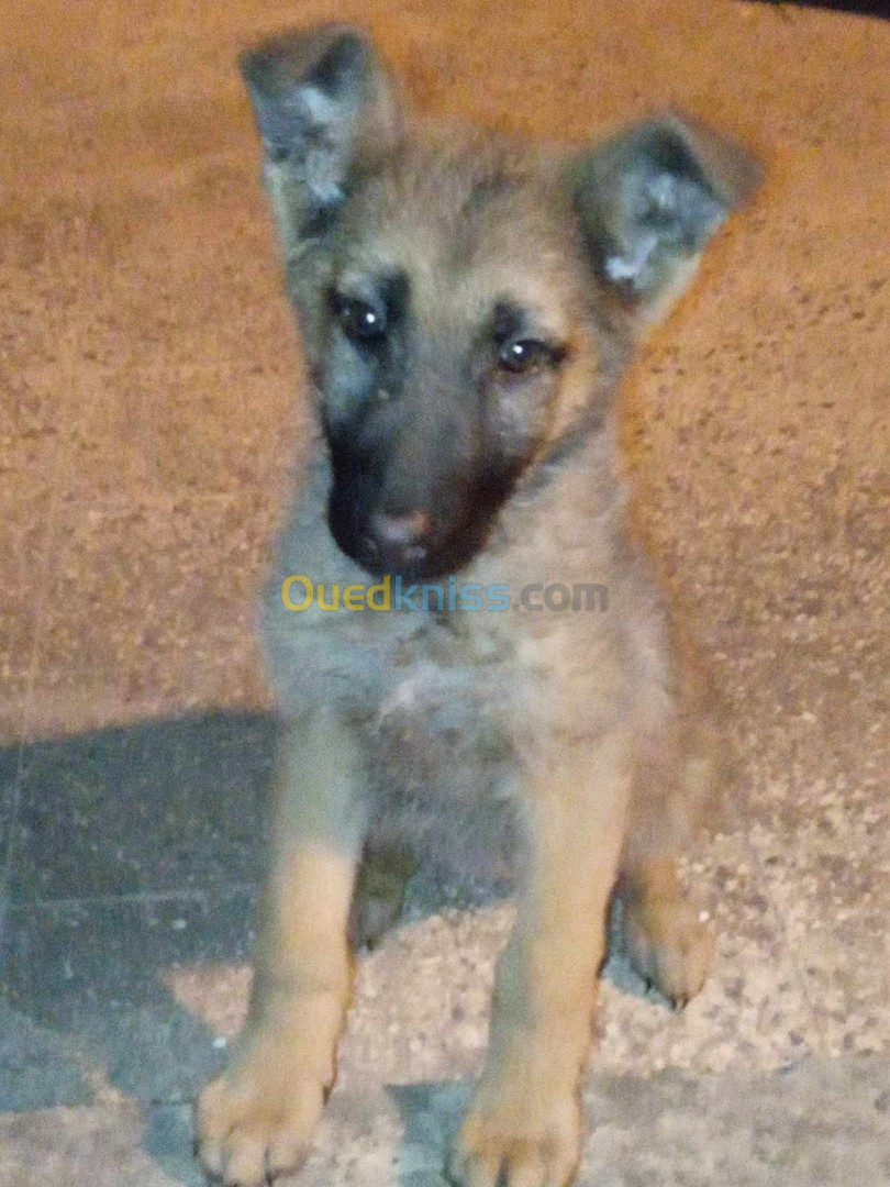 Chiotte malinois  de 3 mois 