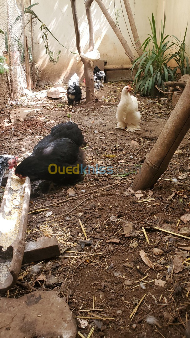 POULES ET COQ RACE BANTAM DE PEKIN