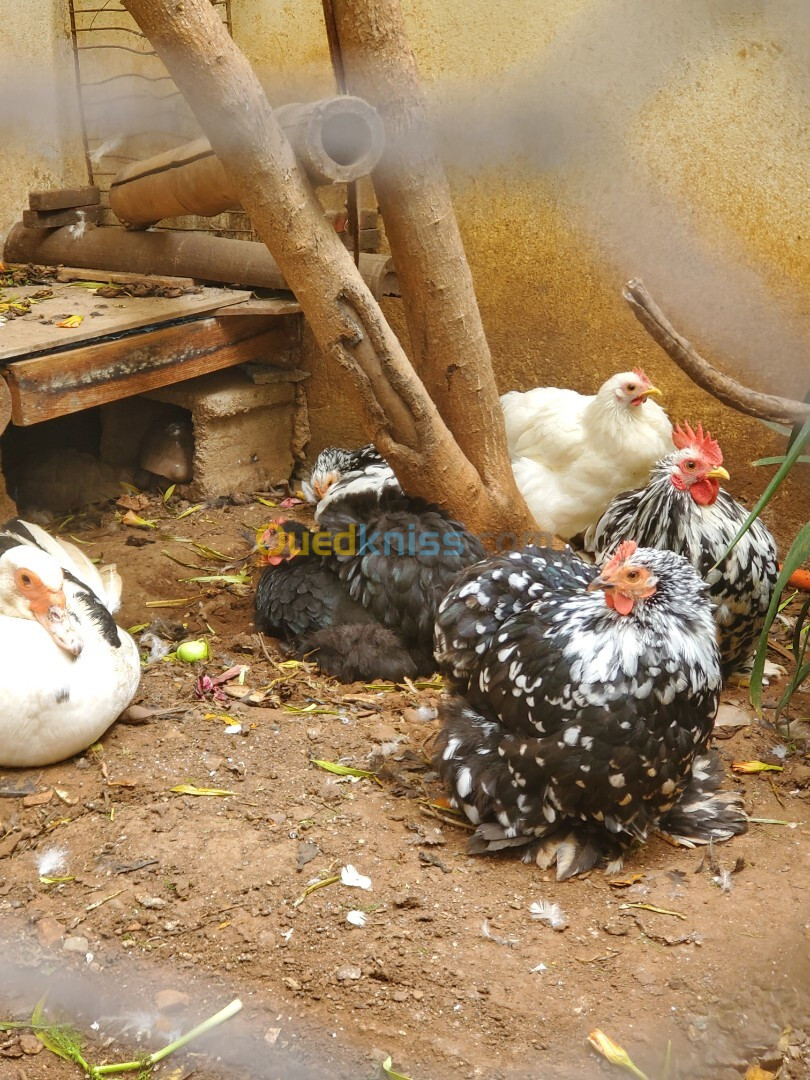 POULES ET COQ RACE BANTAM DE PEKIN