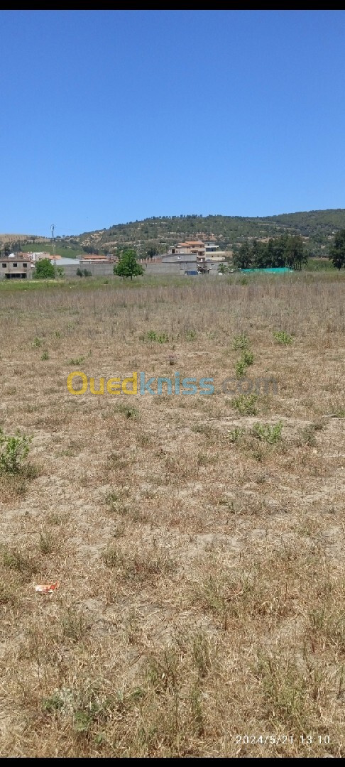 Vente Terrain Tipaza Sidi rached