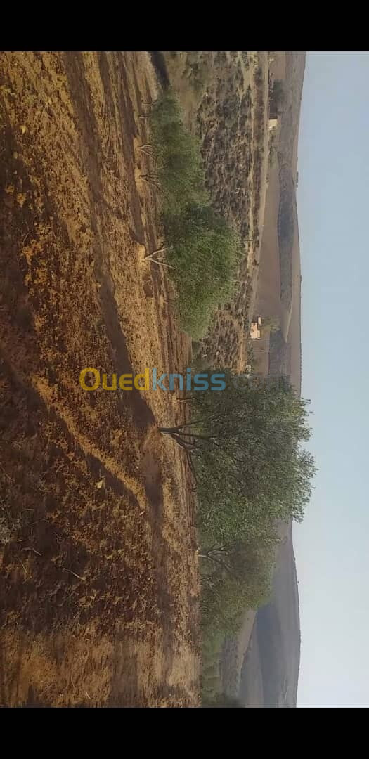 Vente Terrain Agricole Tlemcen Remchi