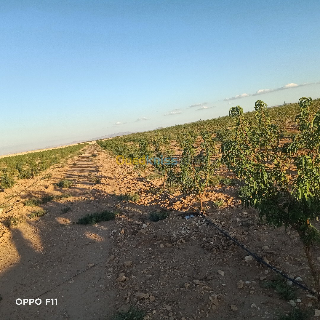 Vente Terrain Agricole Djelfa Ain oussara