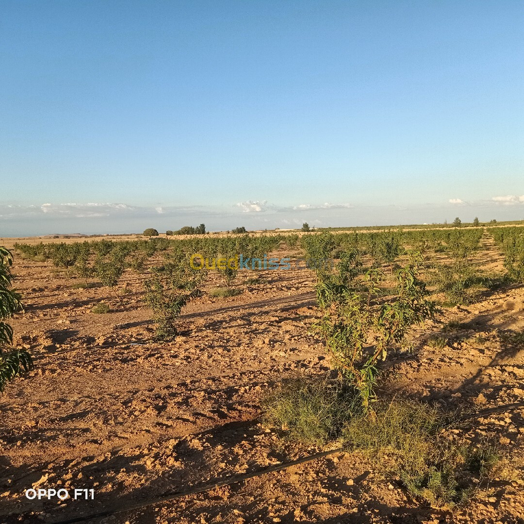 Vente Terrain Agricole Djelfa Ain oussara