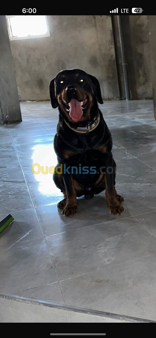 Rottweiler allemand 