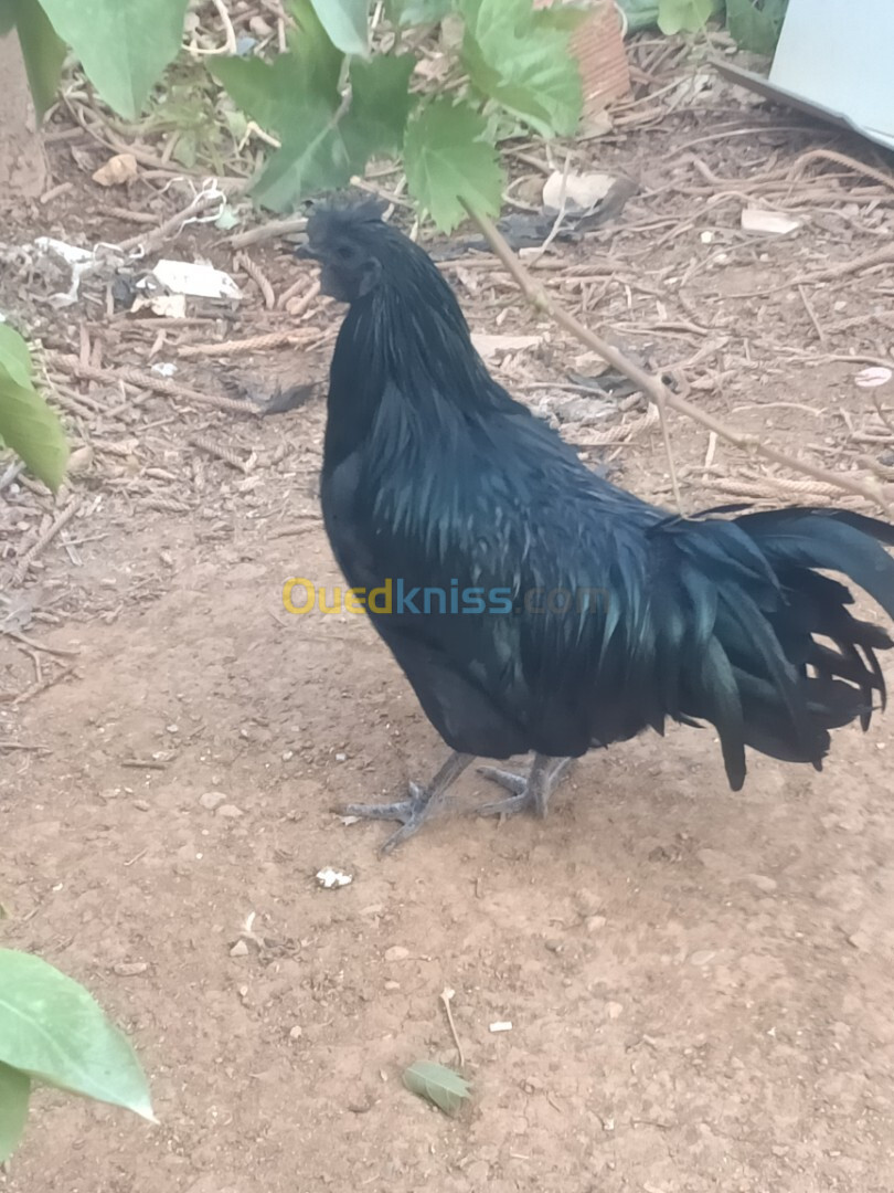 cock cemani