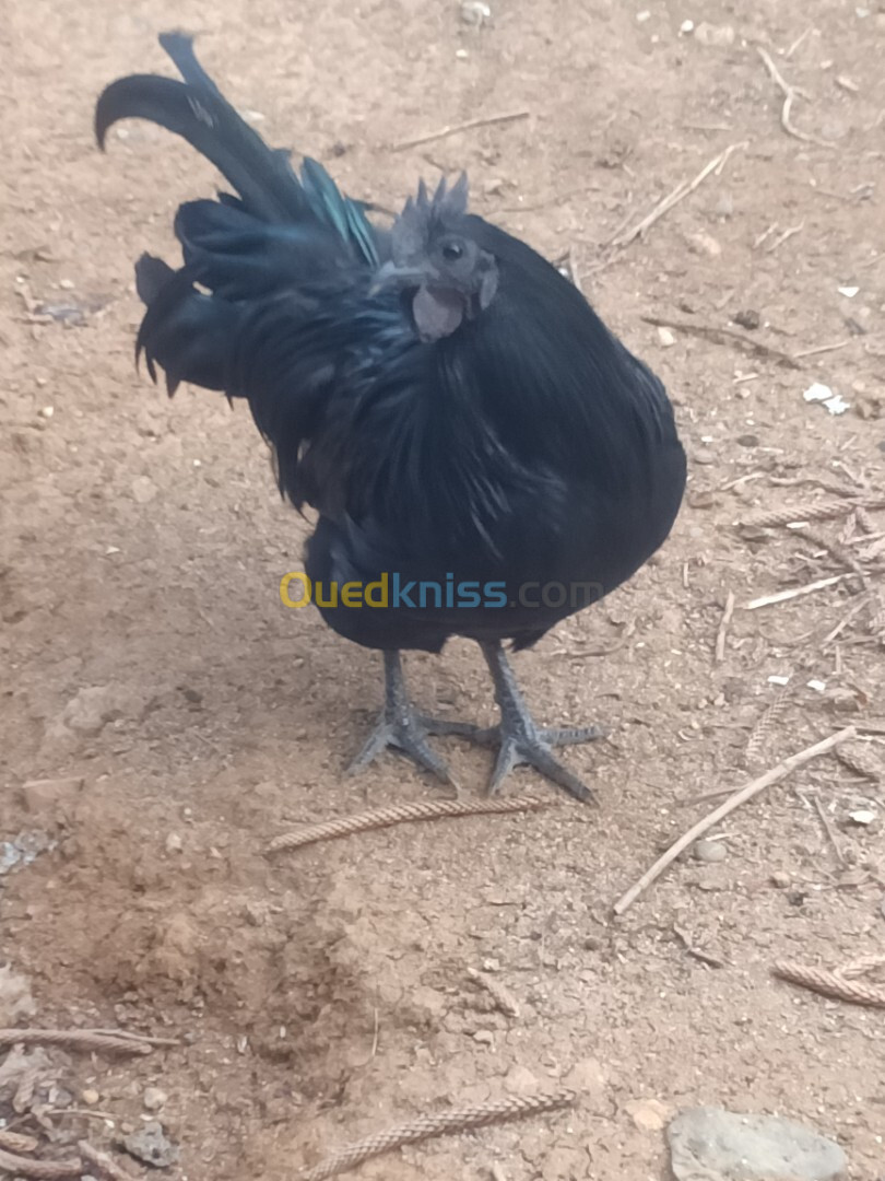 cock cemani