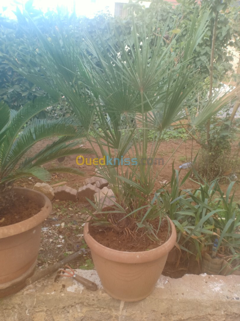 Palmier nain Chamaerops humilis et Cycas 