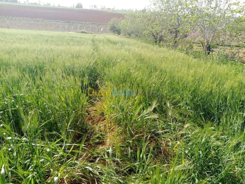 Vente Terrain Agricole Tipaza Hadjout