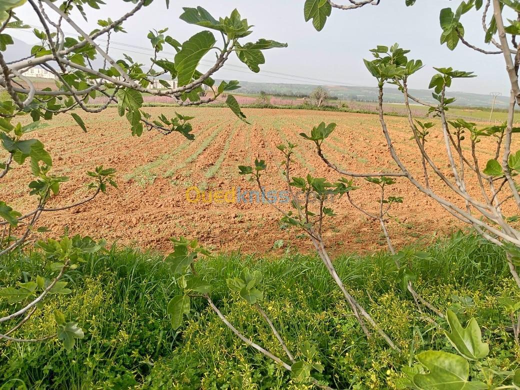 Vente Terrain Agricole Tipaza Hadjout