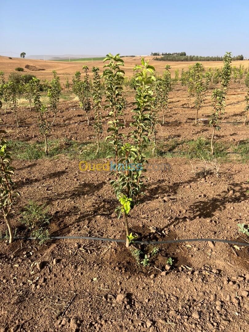 Vente Terrain Agricole Sidi Bel Abbès Oued sefioun