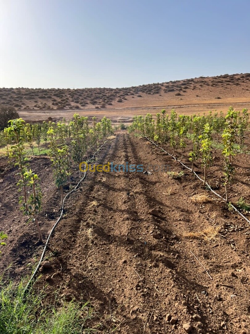 Vente Terrain Agricole Sidi Bel Abbès Oued sefioun