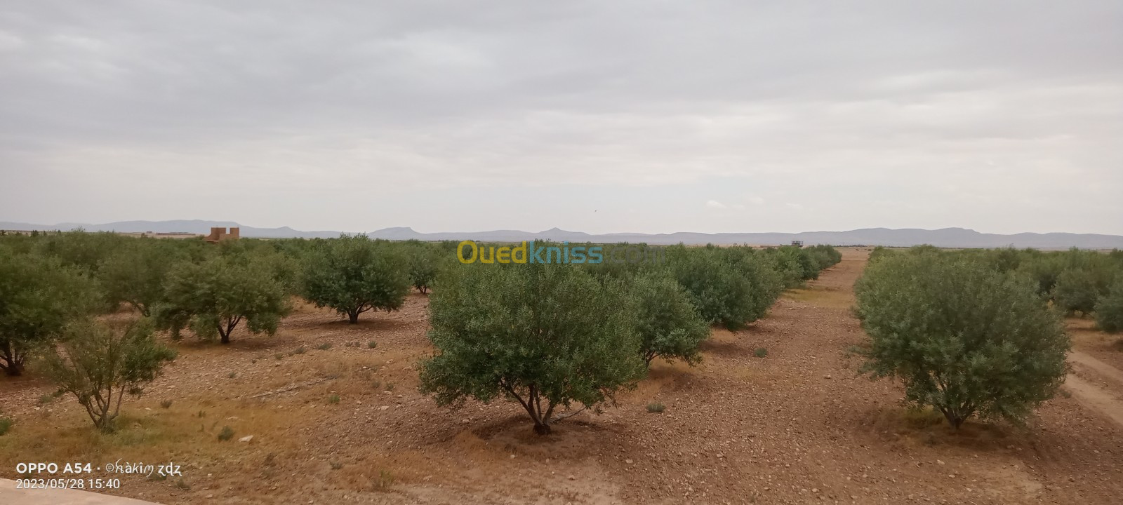 Vente Terrain Agricole Djelfa Benhar