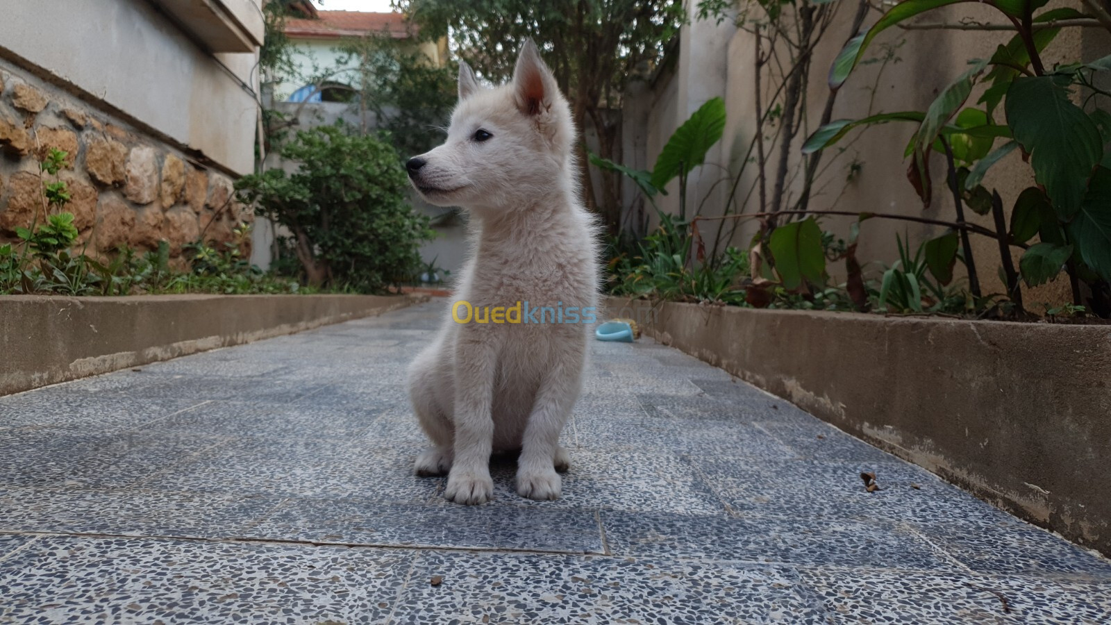 Husky sibérien ( le numéro correct il est en description)