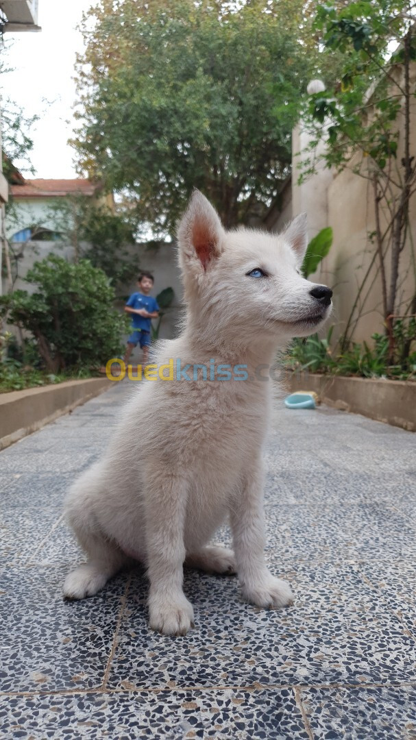 Husky sibérien ( le numéro correct il est en description)