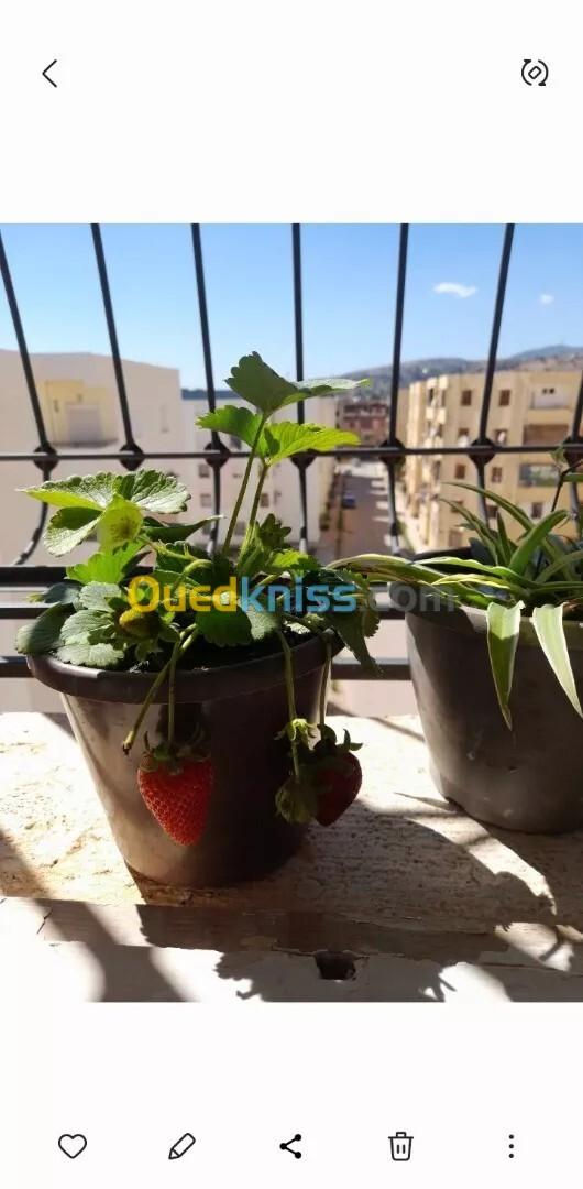 Vente Appartement F3 Aïn Defla Khemis miliana