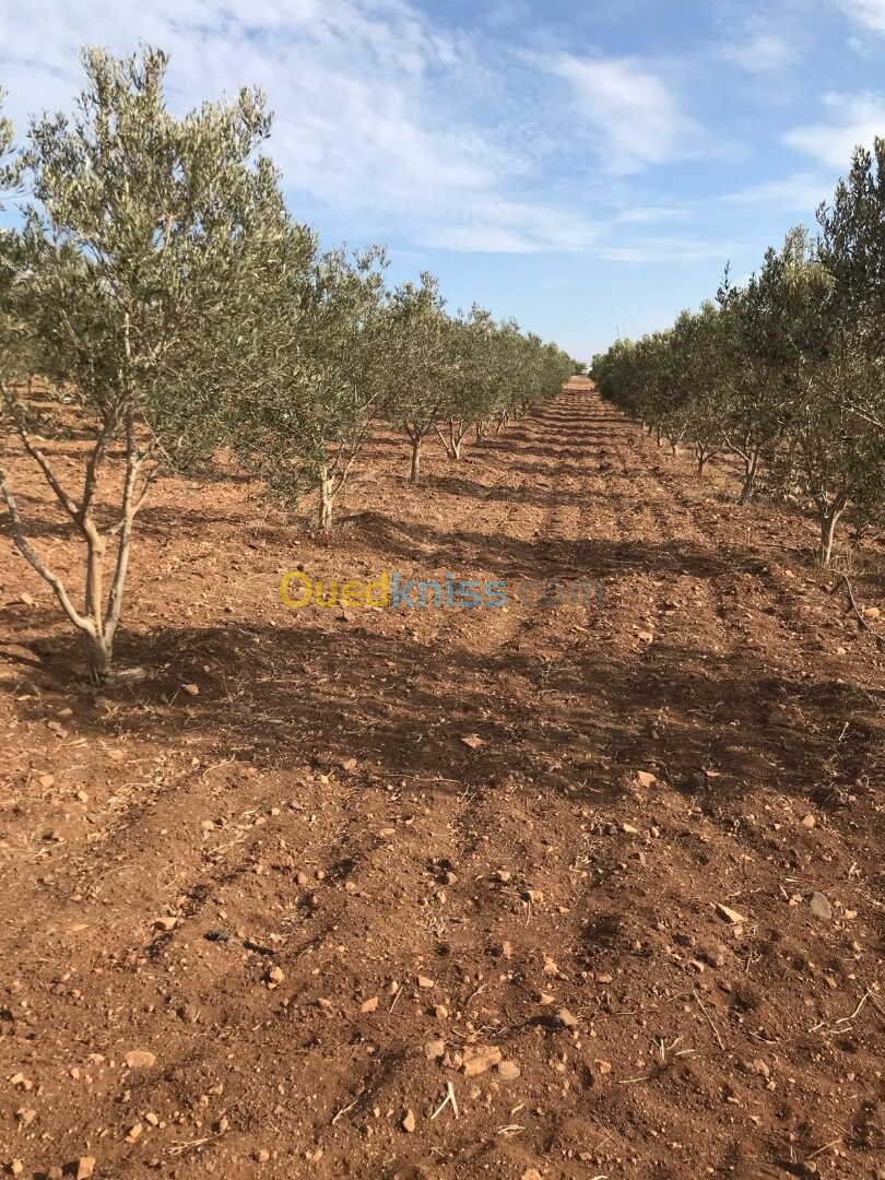 Vente Terrain Agricole Tlemcen Souahlia