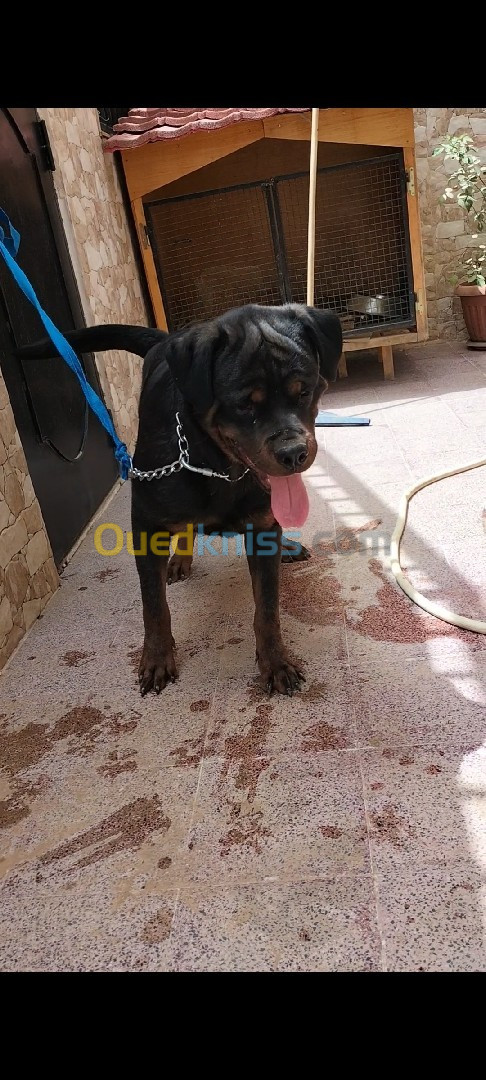 Rottweiler pour accouplement 