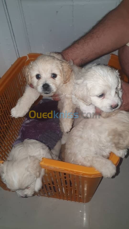 Chien bichon de race à vendre 