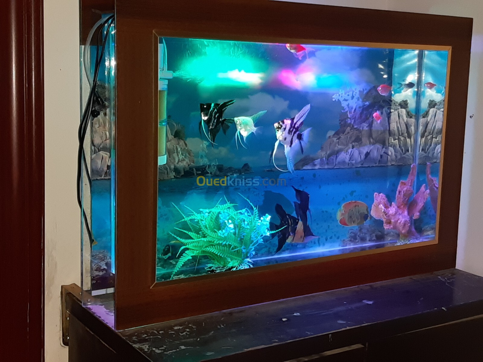 Aquarium plasma 80cm avec 11 Poissons et équipements 